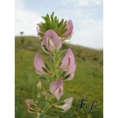 Ononis pendula Desf. subsp. boissieri (Sirj.) Devesa 