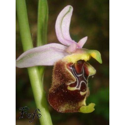 Ophrys holosericea subsp. candica (Greuter & al.) H. A. Pedersen & Faurh. 