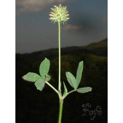 Trifolium leucanthum M. Bieb. 