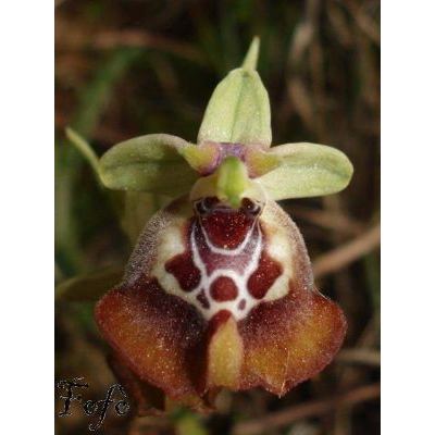 Ophrys fuciflora subsp. oxyrrhynchos (Tod.) Soó 