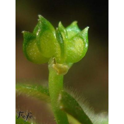 Ranunculus parviflorus L. 
