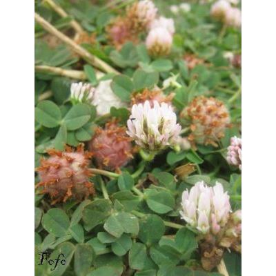 Trifolium fragiferum L. 