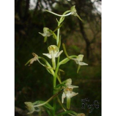 Platanthera chlorantha (Custer) Rchb. 