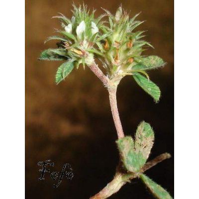 Trifolium scabrum L. subsp. scabrum 