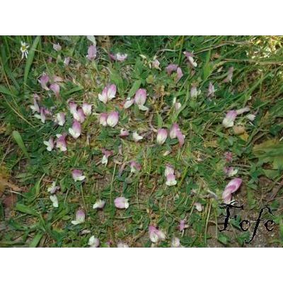 Trifolium uniflorum L. subsp. savianum (Guss.) Asch. & Graebn. 