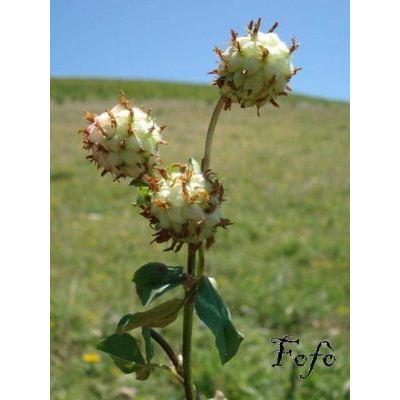 Trifolium physodes M. Bieb. 
