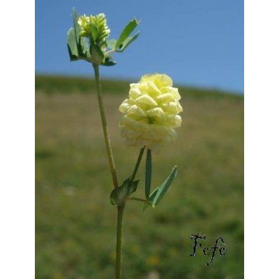 Trifolium campestre Schreb. 