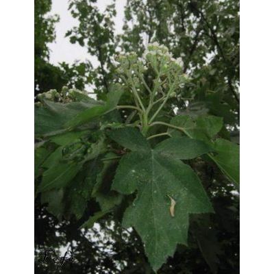 Sorbus torminalis (L.) Crantz 