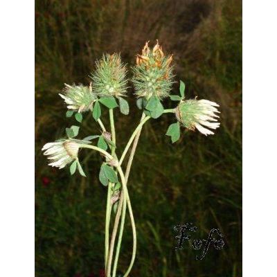 Trifolium pallidum Waldst. & Kit. 