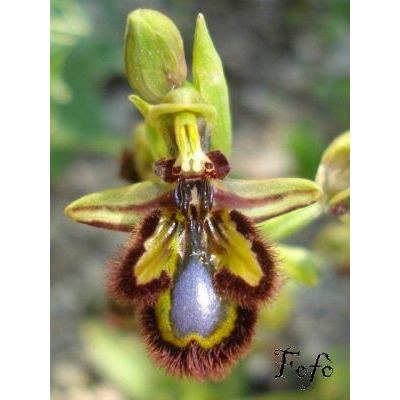 Ophrys speculum Link 