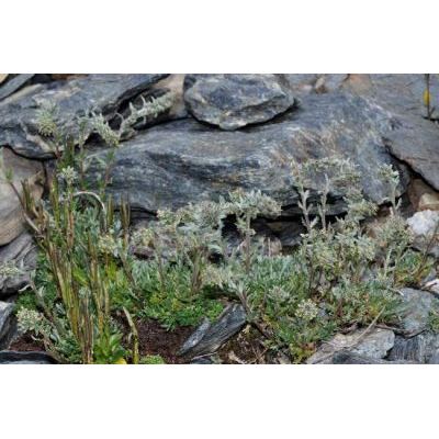Artemisia genipi Stechm. 
