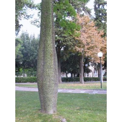 Ceiba speciosa (A. St.-Hil.) Ravenna 
