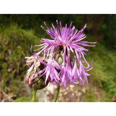 Centaurea scabiosa L. subsp. scabiosa 