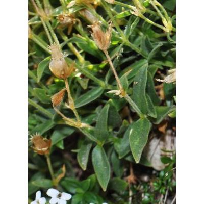 Cerastium carinthiacum subsp. austroalpinum (Kunz) Janch. 