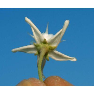 Cynanchum acutum L. subsp. acutum 