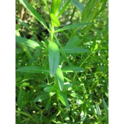 Rotala ramosior (L.) Koehne 