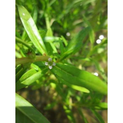 Rotala ramosior (L.) Koehne 
