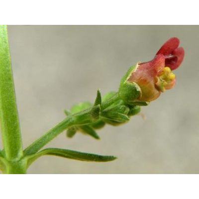 Scrophularia auriculata L. subsp. auriculata 