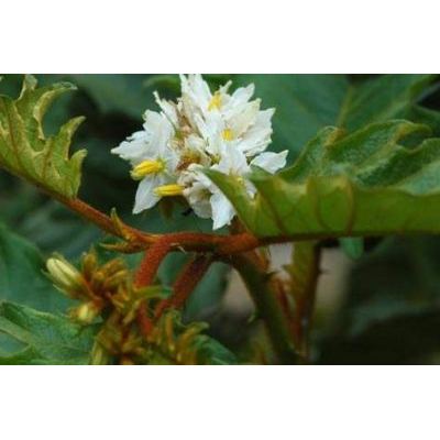 Solanum torvum Sw. 