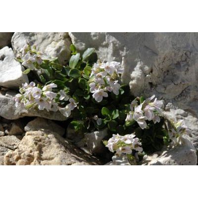 Thlaspi rotundifolium (L.) Gaudin subsp. rotundifolium 