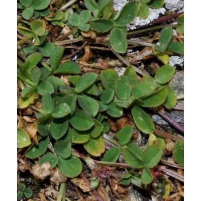 Trifolium thalii Vill. 