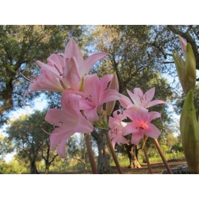 Amaryllis belladonna L. 