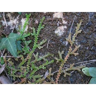Selaginella denticulata (L.) Spring 