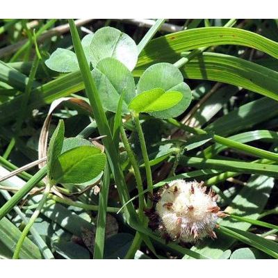 Trifolium fragiferum L. subsp. fragiferum 