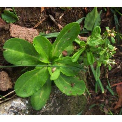 Gnaphalium coarctatum Willd. 