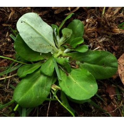 Gnaphalium coarctatum Willd. 