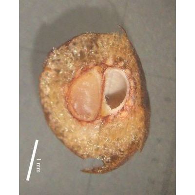 Sarcopoterium spinosum (L.) Spach 