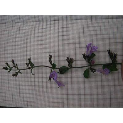 Clinopodium menthifolium subsp. ascendens (Jord.) Govaerts 