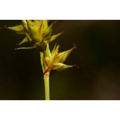 Carex divulsa Stokes subsp. divulsa 