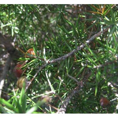Juniperus deltoides R. P. Adams 