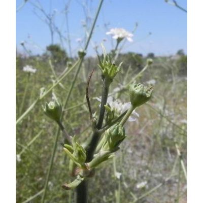 Lomelosia rutifolia (Vahl) Avino & P.Caputo 