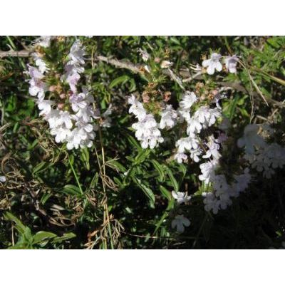 Satureja montana L. subsp. montana 