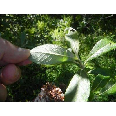 Salix pedicellata Desf. 