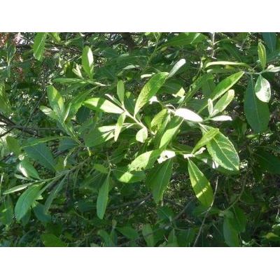Salix pedicellata Desf. 