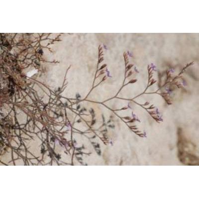 Limonium japygicum (H. Groves) Pignatti 