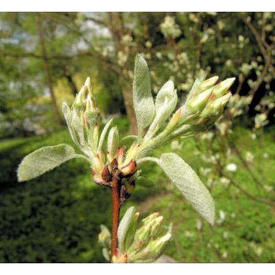 Amelanchier ovalis subsp. cretica (Willd.) Maire & Petitm. 