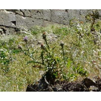 Cirsium creticum (Lam.) d'Urv. subsp. creticum 
