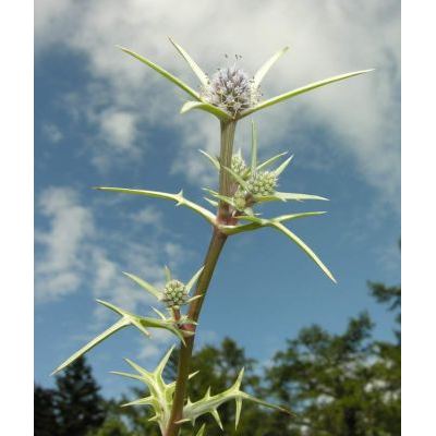 Eryngium tricuspidatum subsp. bocconei (Lam.) Worz 