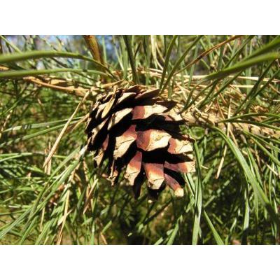 Pinus sylvestris L. subsp. engadinensis (Heer.) Asch. & Gr. 