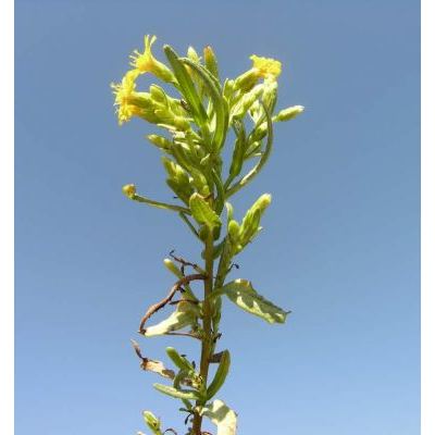 Dittrichia viscosa subsp. angustifolia (Bég.) Greuter 