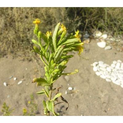 Dittrichia viscosa subsp. angustifolia (Bég.) Greuter 