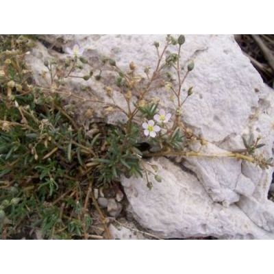 Spergularia marina (L.) Griseb. 