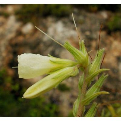 Onosma echioides subsp. angustifolia (Lehm.) Peruzzi & N. G. Passal. 