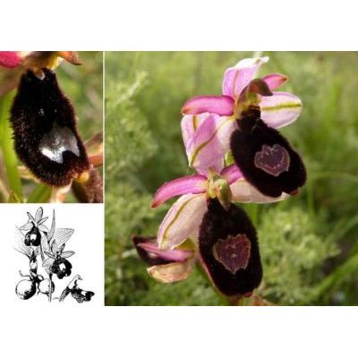 Ophrys bertolonii Moretti subsp. bertolonii 