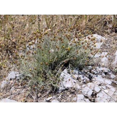 Phagnalon rupestre subsp. illyricum (H. Lindb.) Ginzb. 