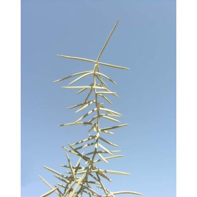 Asparagus horridus L. 